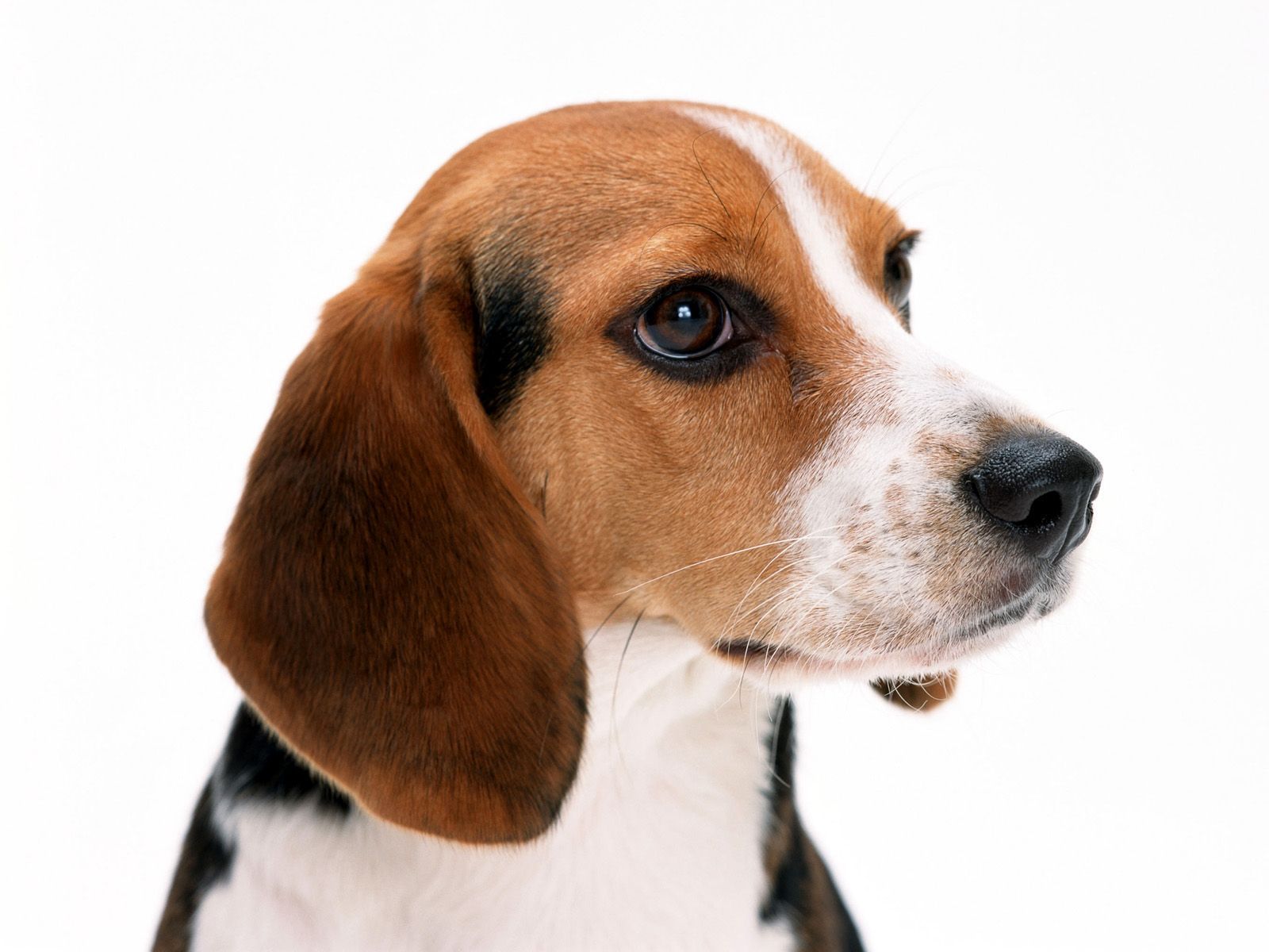 beagle-face-1600x1200 (1)